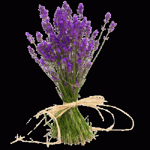 lavendel